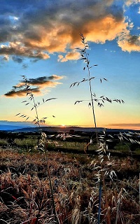 Eliseo Diego Eliseo Diego