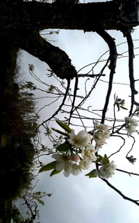 Gustavo Adolfo Bécquer